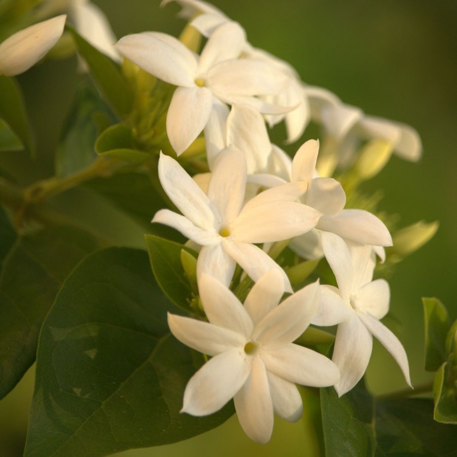 Jasmine & Rose